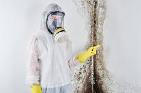 Best Attic Mold Removal  in Loveland, OH